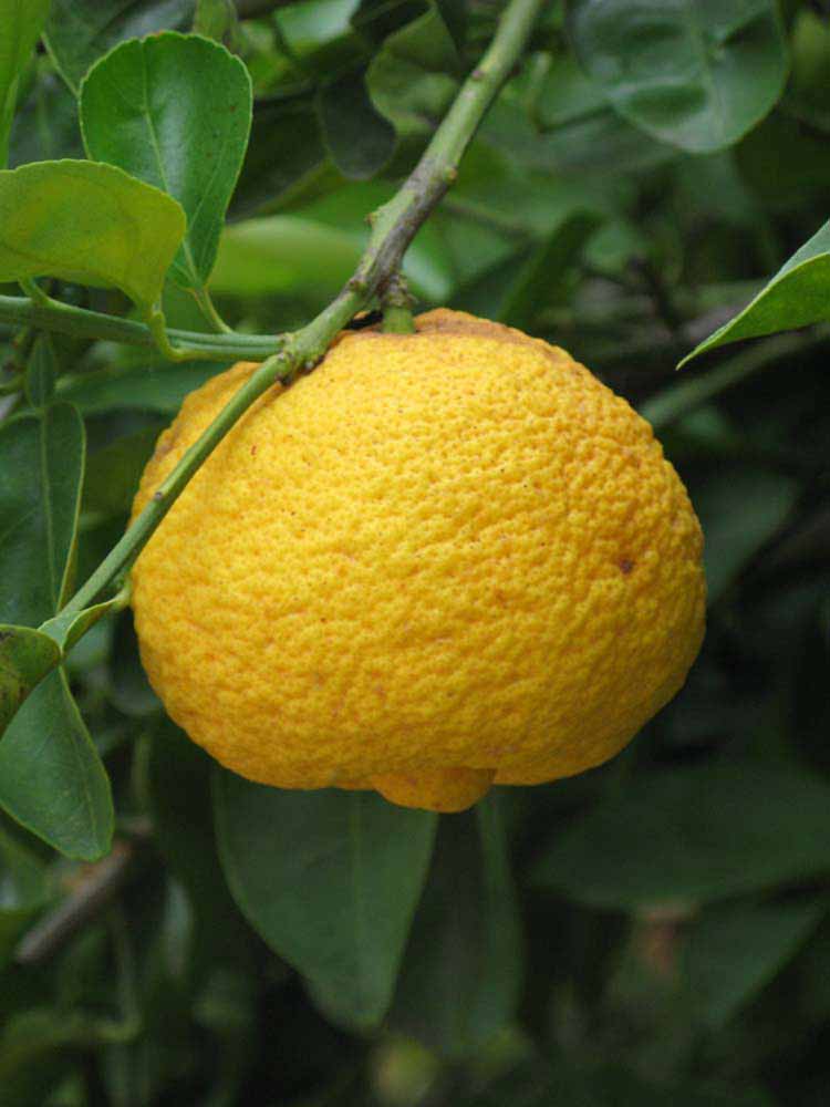            Fruit (Riverside, CA)   